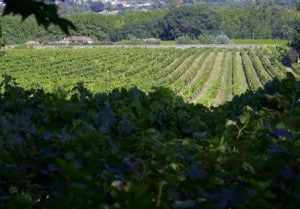 Region Vinho Verde