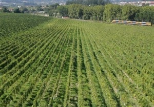 Region Vinho Verde (Zelené víno)